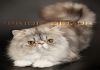Фото Персидский кот PLAYBOY приглашает невест.Будете довольны результатом!