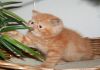 Фото Экзотический очаровательный котик красный мрамор