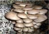 Семена грибов (мицелий) вешенки, шампиньона, шиитаке, опенка
