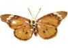 Подвески из настоящей бабочки в золоте