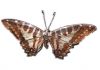 Фото Подвески из настоящей бабочки в золоте