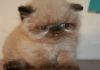 Фото Персидский котик колор-поинт
