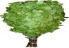 Фото Продам банные веники - береза дуб. Печи банные.