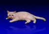 Фото Британский кот шиншила вязка