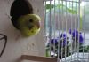 Фото Ручные птенцы попугая: полу-Чехи.