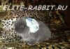 Фото Карликовые кролики вислоухие NHD (минилопы)