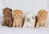 Фото Британские котята: от классики до эксклюзива!