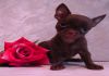 Фото Очаровательные щенки чихуахуа, крошки на ладошке!