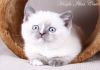 Фото Британские котята редких окрасов!
