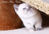 Фото Британские котята редких окрасов!