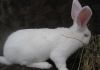 Фото Кролики породы Ризен