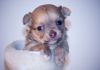 Фото Очаровательные щенки чихуахуа длинношерстных разных окрасов