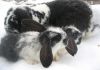 Фото Кролики породы французский баран