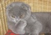 Фото Клубный подрощенный голубой котик питомника"sweettoy"