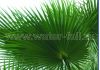 Фото Искусственные пальмовые ветки и листья