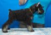 Фото Цвергшнауцера щенок 5 мес. черный с серебром. Питомник АЛГРИС