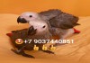 Фото Жако - ручные птенцы из питомника
