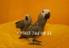 Фото Жако - ручные птенцы из питомника