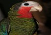 Кубинский амазон (Amazona leucocephala) - птенцы из питомника