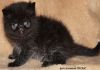 Фото Экзотический котик плюшевый перс "Я стану Вашем талисманом"