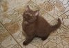 Фото Британские котята шоколадного окраса.