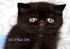 Фото Персидские котята из питомника Oresans