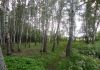 Фото Продам участок в черте г.Чехове с лесными деревьями