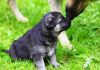 Фото Восточноевропейская овчарка щенок, сука. Клуб "ВЕО-Служебная собака"