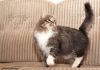 Фото Пушистый Валюша - самый ласковый котик в дар !
