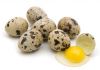 Фото Перепелиные яйца – диетические и инкубационные в Чебоксарах
