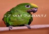 Фото Выкормыши желтолобый амазон (Amazona ochrocephala) птенцы из питомника