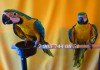Птенцы выкормыши сине желтый ара (Ara ararauna) из питомника