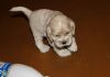 Фото Американского кокер спаниеля щенки для выставок и для души