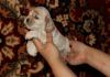 Фото Американского кокер спаниеля щенки для выставок и для души