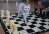 Фото Шахматы, большие, напольные, парковые, садовые, гигантские, ростовые шахматы