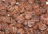 Фото Маньчжурский орех: саженцы, семена, молодые плоды, настойка