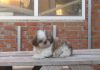 Фото Ши-тцу щенки в Краснодаре. Доставка