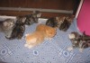 Фото Эффектные мраморные британские и вислоухие котята 8 полосатых тебби окрасов от чемпионов