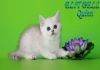 Фото Британские котята окраса шиншилла