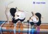 Фото Домашняя передержка собачек мелких и средних пород и кошечек