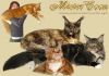 Мейн кун котята кошки -великаны из питомника в Воронеже