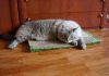 Фото Новое поколение когтеточек лежанок для кошек