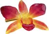 Фото Заколки из натуральных цветов орхидеи