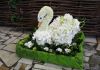 Лебедь из хризантем
