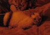 Фото Девон рекс котик редкого окраса