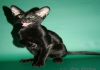 Фото Ориентальные котята, окрас черный, голубой, пятно и тикированный.