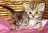 Фото Британские мраморные котята из питомника VIVIAN.