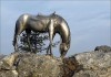 Фото Скульптура металлическая "Лошадь"