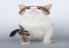 Фото Крупный ласковый интеллигентный котик Басик в добрые руки.
