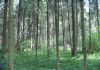 Фото Лесной участок 10 сот. в д. Сырьево.